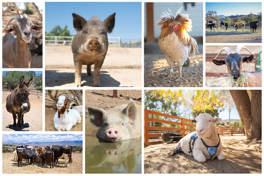 CA Barnyard