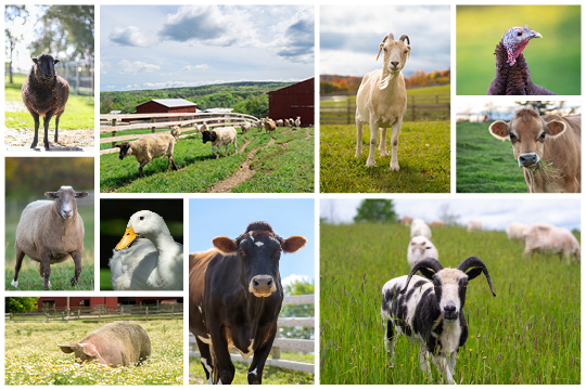 NY Barnyard