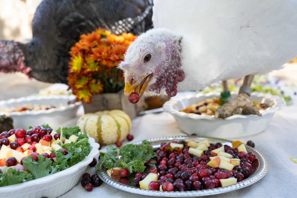 Is it usual to exchange gifts at thanksgiving