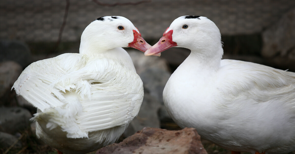 Ban Foie Gras Cruelty in Rhode Island Farm Sanctuary