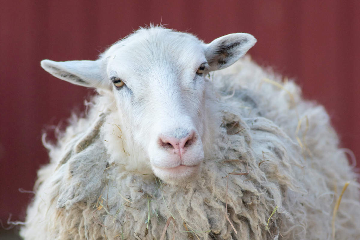 Adriano sheep