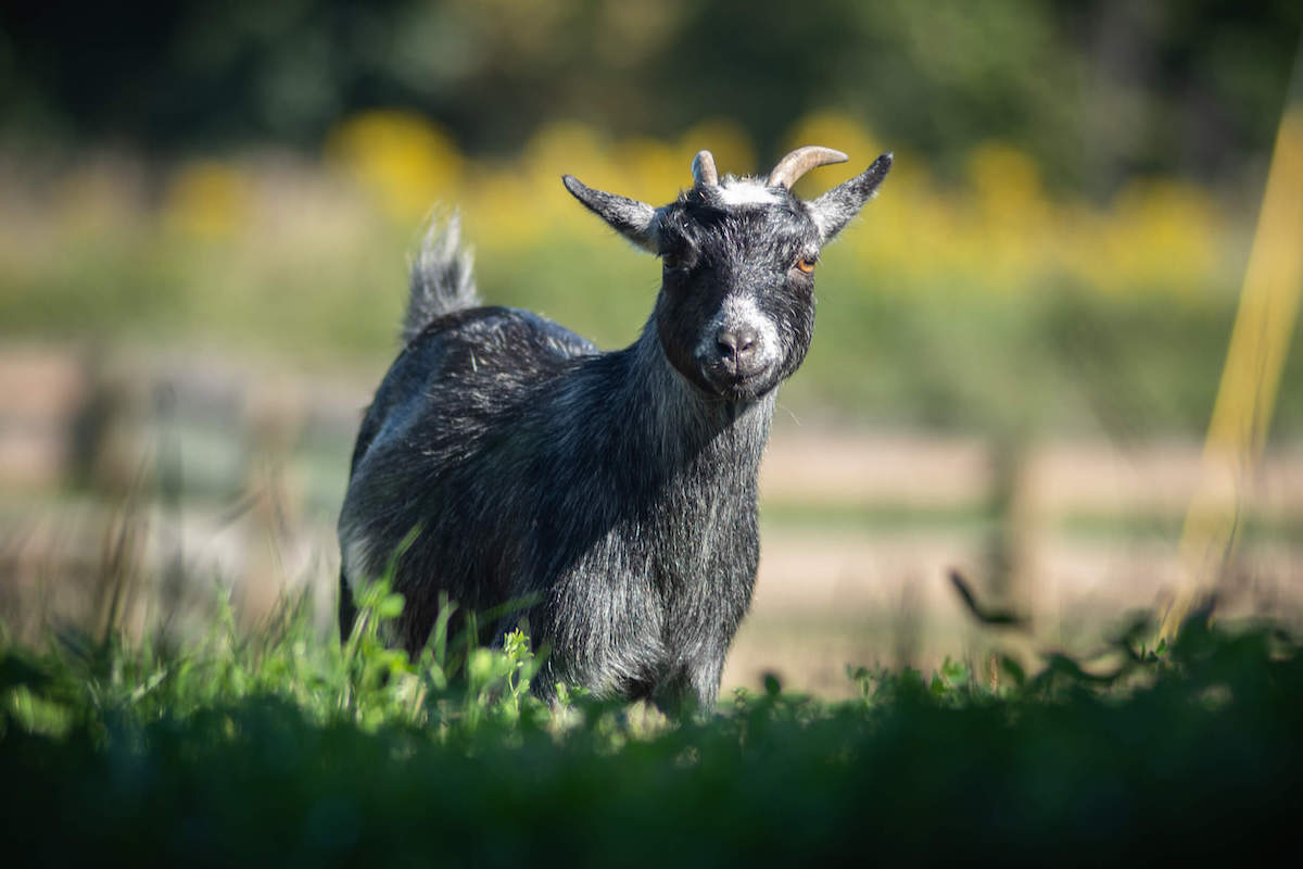 Josie-Mae goat