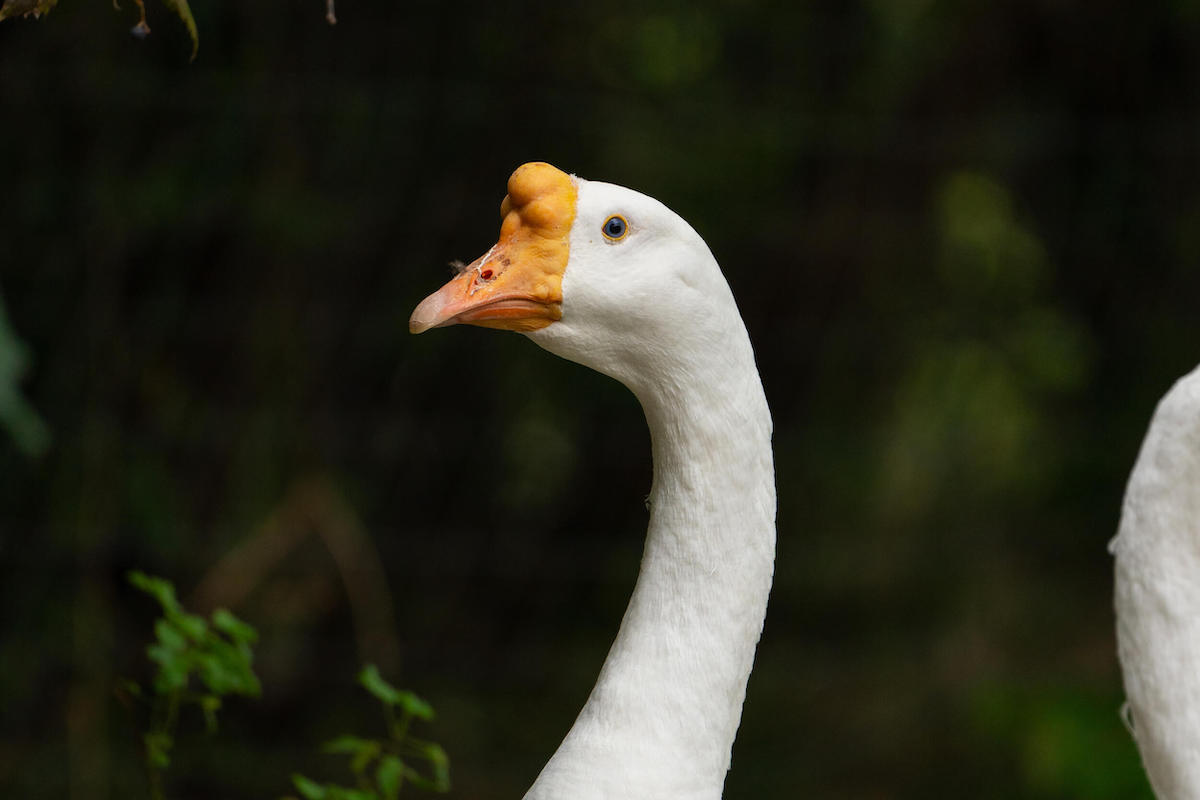 Thatcher goose